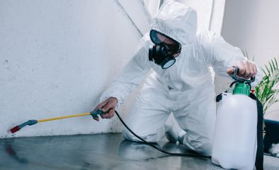 Defend Your Home: The Importance of Professional Pest Control Services's Thumbnail Image