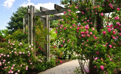 From Backyard to Paradise: How Landscaping & Gardening Can Transform Your Outdoor Space's Thumbnail Image